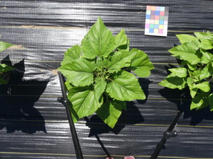 planttop