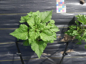 planttop