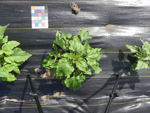planttop