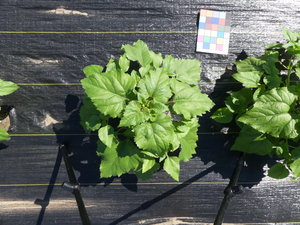planttop