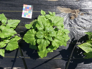 planttop