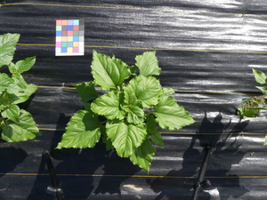 planttop
