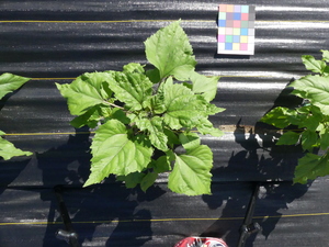 planttop