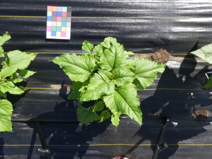 planttop