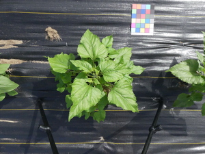 planttop