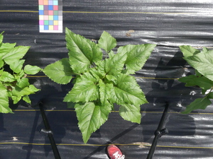 planttop