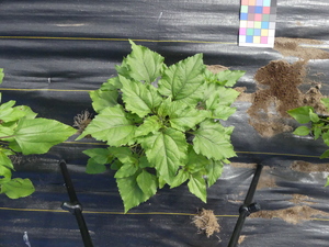 planttop