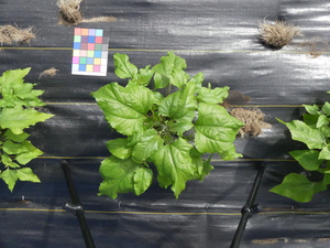 planttop
