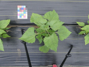 planttop