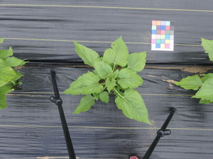 planttop