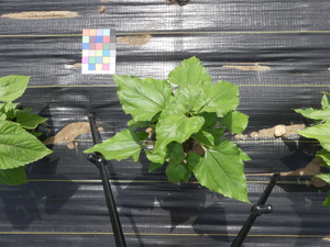 planttop