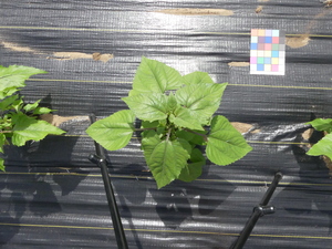 planttop