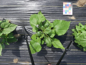 planttop