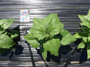 planttop