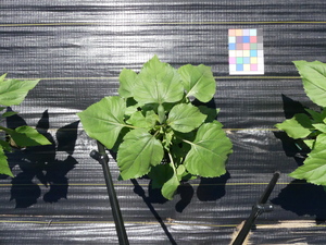 planttop