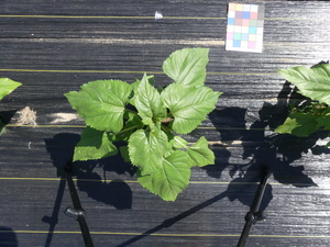 planttop