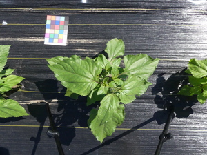 planttop