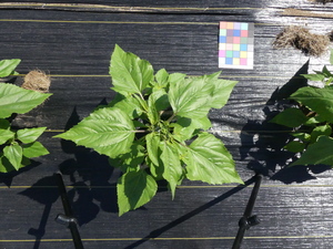 planttop