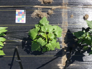 planttop