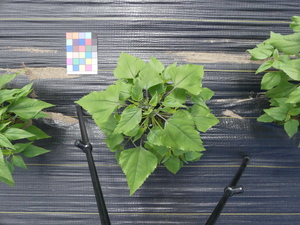 planttop