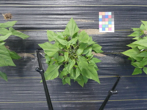planttop