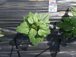 planttop