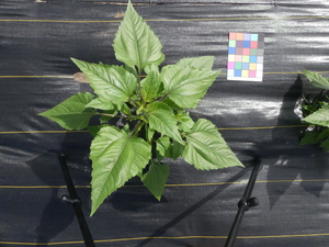 planttop