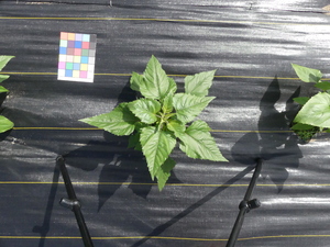 planttop