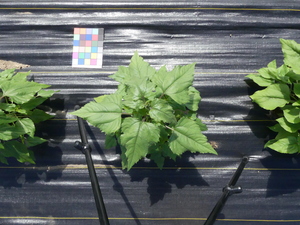 planttop