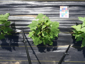 planttop