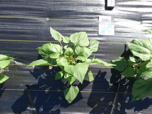 planttop