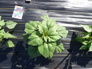 planttop