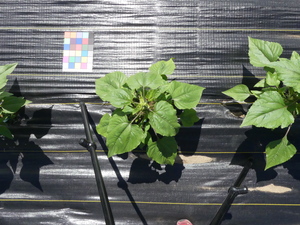 planttop