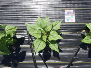 planttop