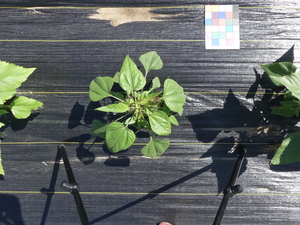 planttop