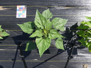 planttop