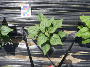 planttop