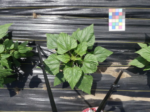 planttop