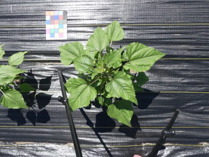 planttop