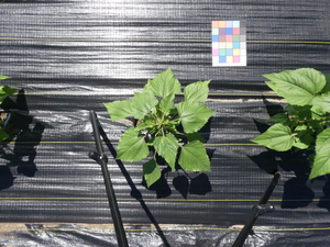 planttop