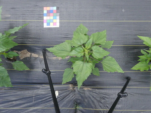 planttop