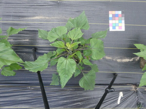 planttop