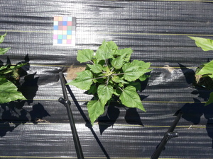 planttop