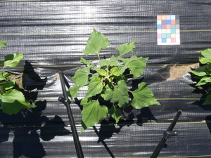 planttop