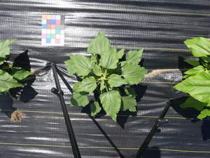 planttop