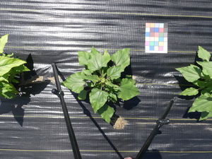 planttop