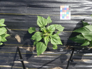 planttop