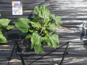 planttop