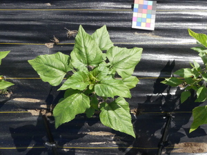 planttop