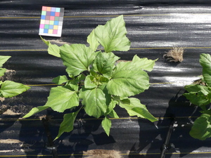 planttop